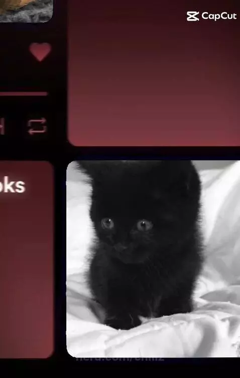 Cat Edit (I tried) by chillz