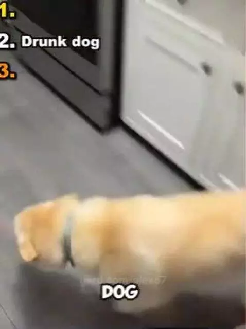 funny dog moments by alex67