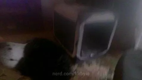 Doggy fashion show part 1 by kirbyio