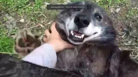 wolf by monkeyguy6767