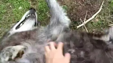 Video by monkeyguy6767