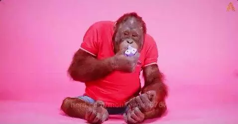 Monkey by monkeyguy6767