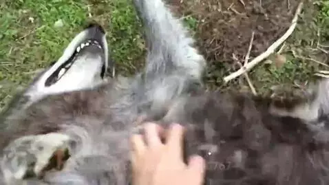 Video by monkeyguy6767