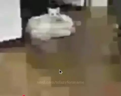 cat by tolazyforaname