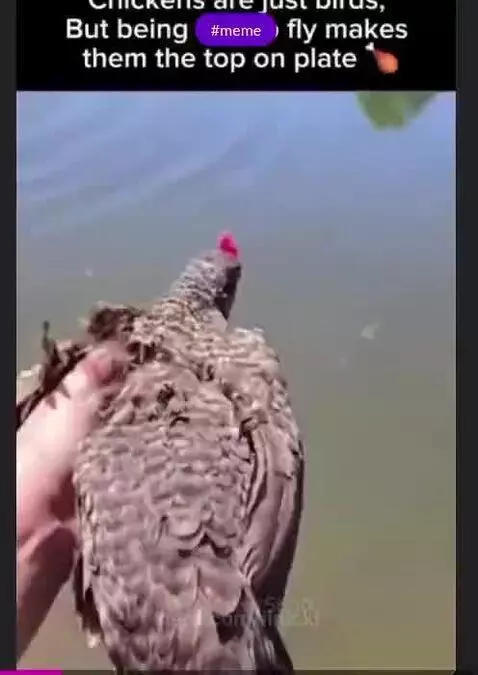 what the fuck man we were told chickens cant fly by ilnicki