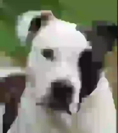 I just got Toledo my dog died by ilnicki