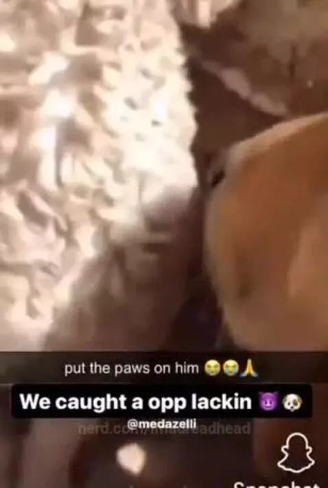 Video by imadreadhead