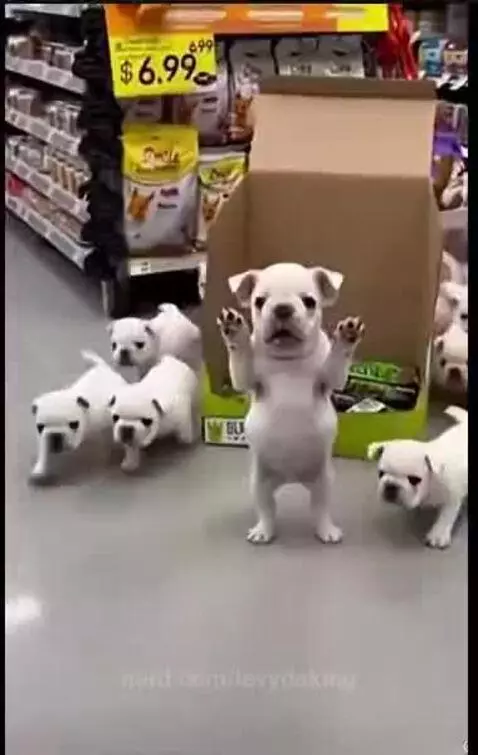 poor dog by levydaking