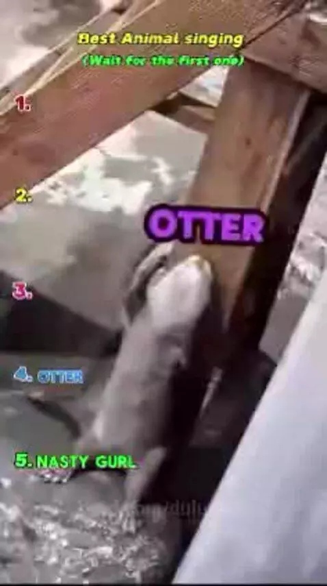 This is funny by dululu67