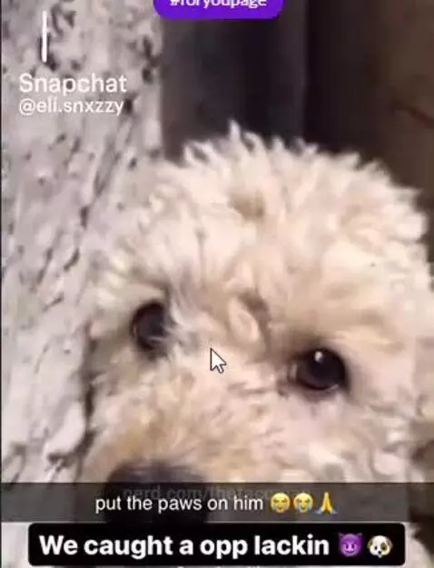 caught him lackin by thetacoman