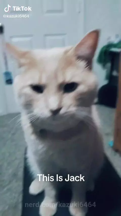 My Cat :3 by kazuki6464