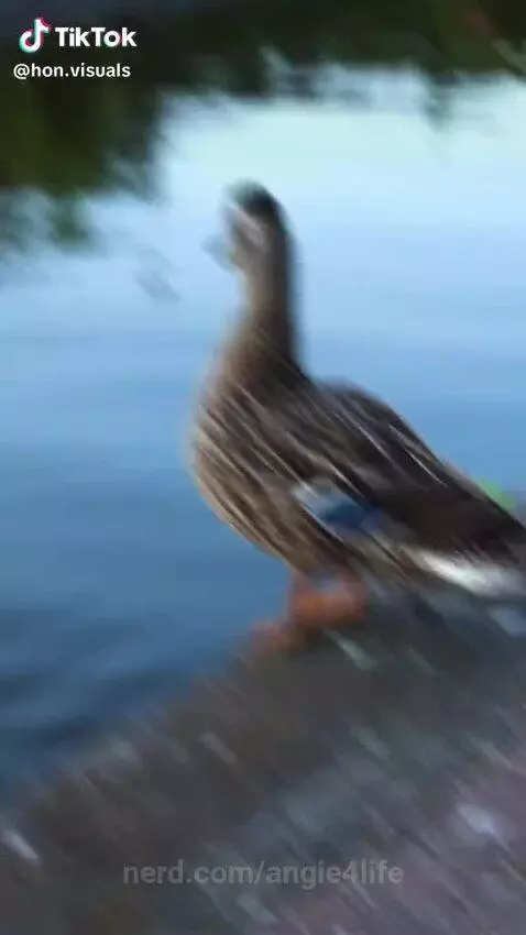 DUCKS. by angie4life