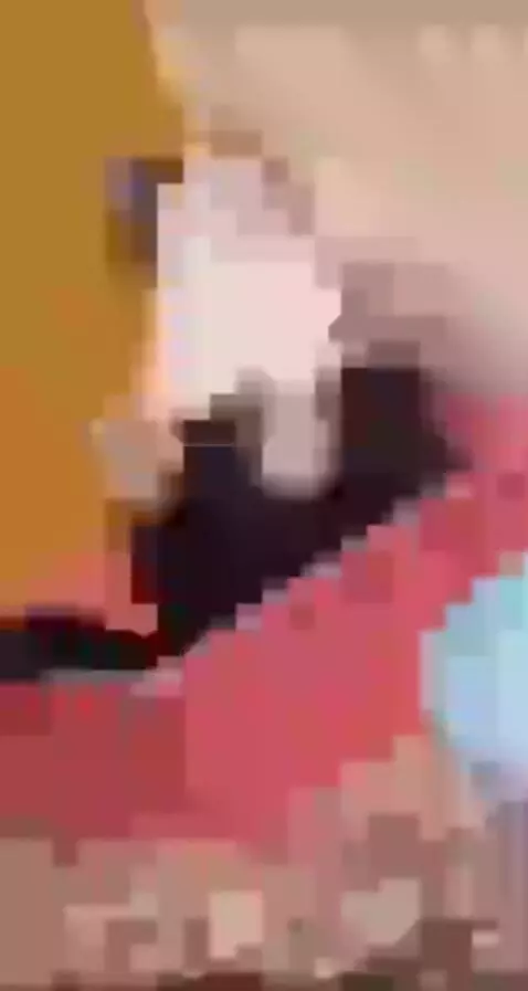 purrfect pets by 677777erere