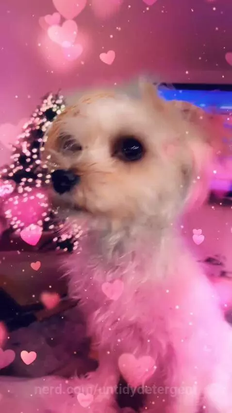 Is my dog cute? by untidydetergent