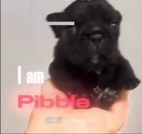 Put some respect on Pibble's name by mrcorny