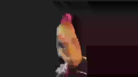 top 5 chicken by therobinsonsevies