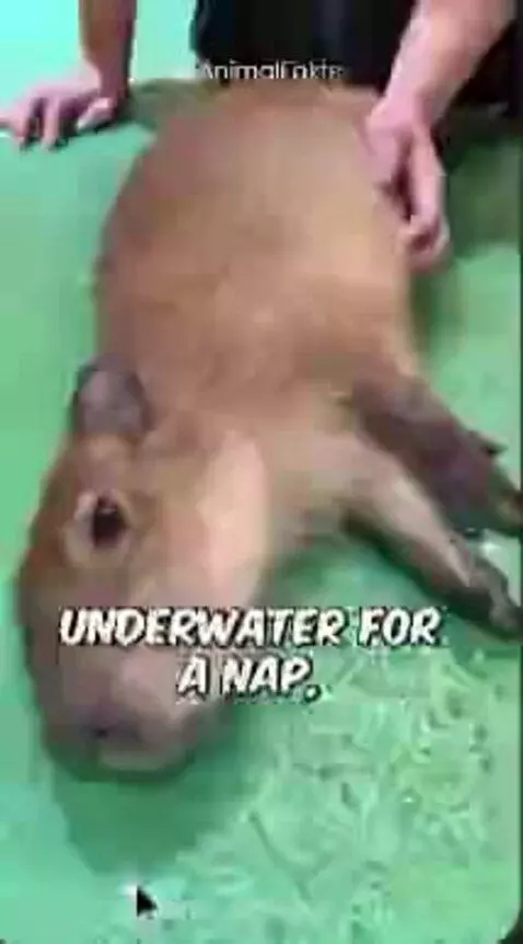 slay capybara by avi