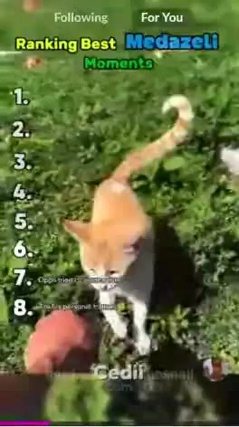 Medazeli by garythesnail