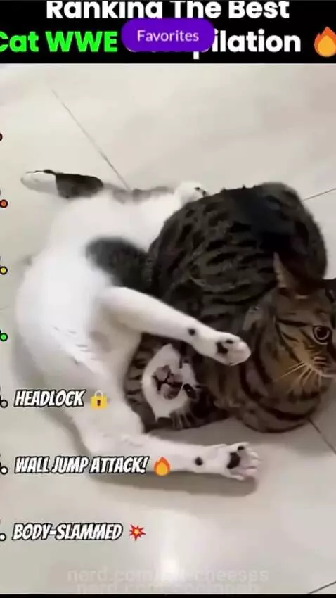 Video by rat-cheeses