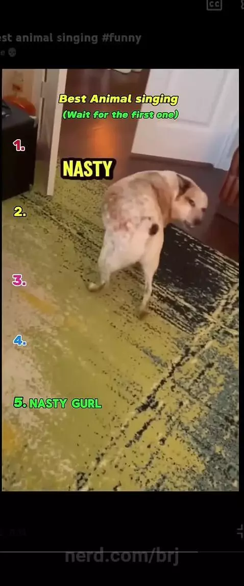 Best animal singing 🤩🤩🤩 by brj