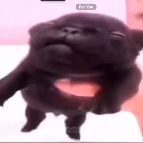 W Pibble by foxwtfareyoudoing