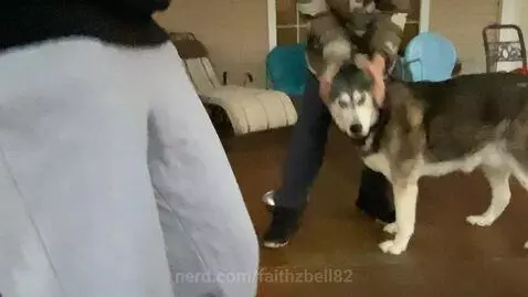 Love my dogs we just got a new puppy! by faithzbell82