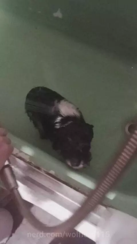 Baby taking her first bath by wolflord115