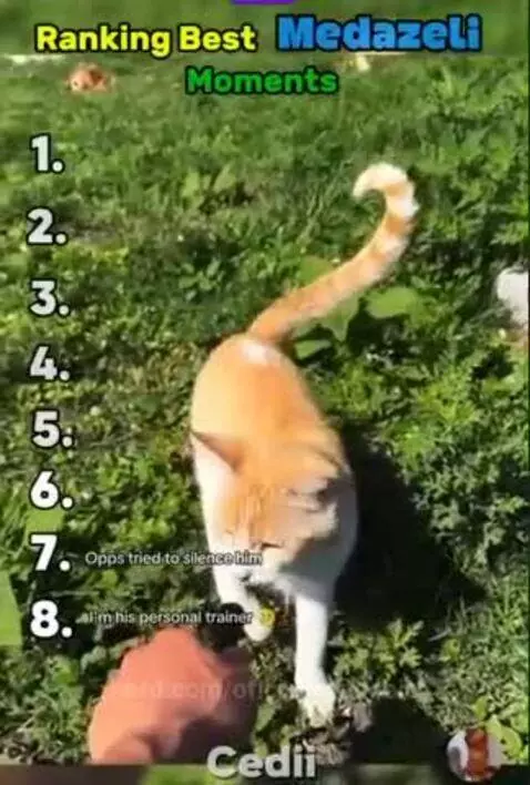 Bro's, job is talking to cats by oficiallyanoobie