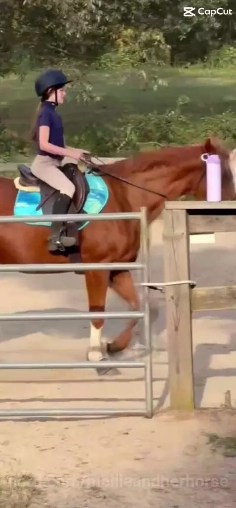 Old vid by mallieandherhorse