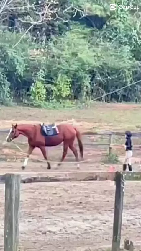 Lunging wonder! by mallieandherhorse