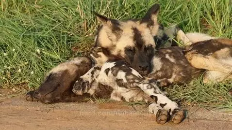 he's cooked by dahantchy