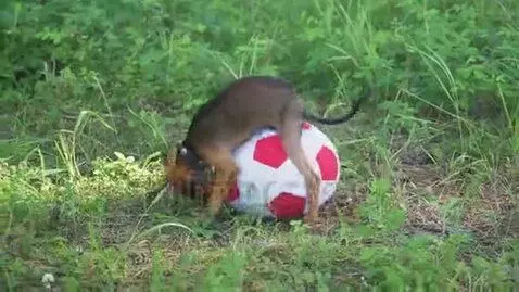 nah the like it ha by dahantchy