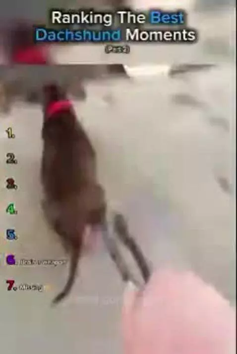 Best type of dogs by bryan