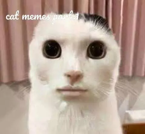 cat memes part 1 by foodboi123