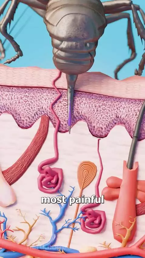 Bullet ant gloves by averytheking