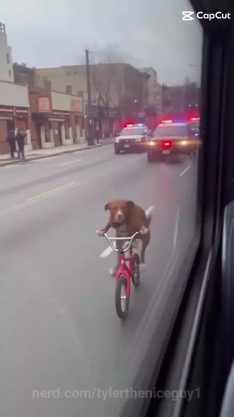 Video by tylertheniceguy1