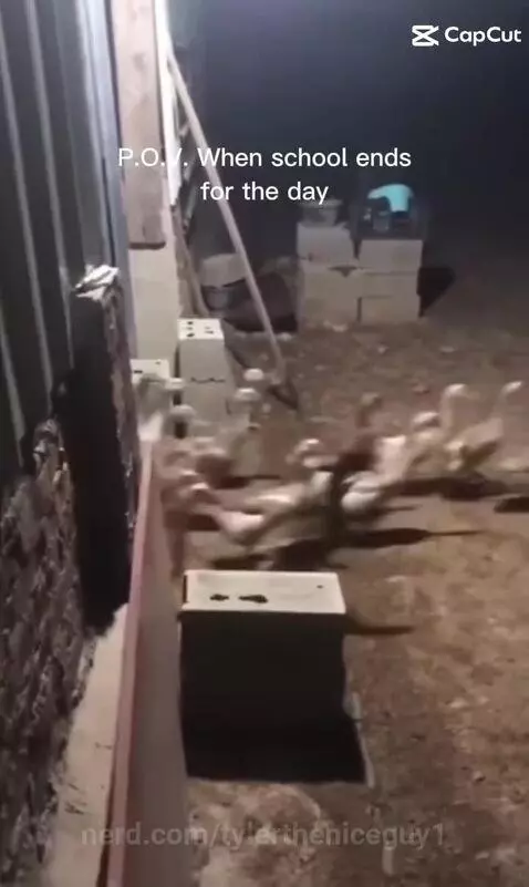 Video by tylertheniceguy1