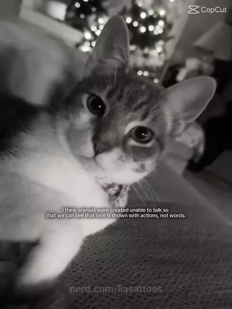 Video by liasattoes