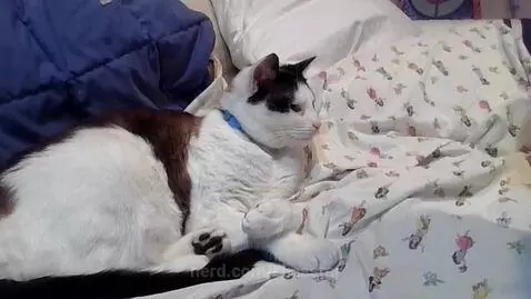 my cat shellyyyy!!!! by silasstar