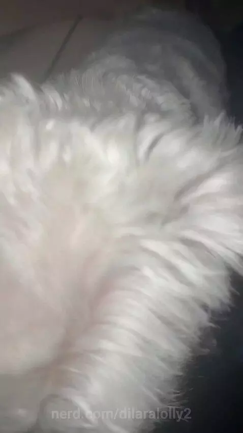 Lolly by dilaralolly2