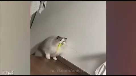 Hope these funny cats make ur day!
Comment ur favorite and p... by anis10