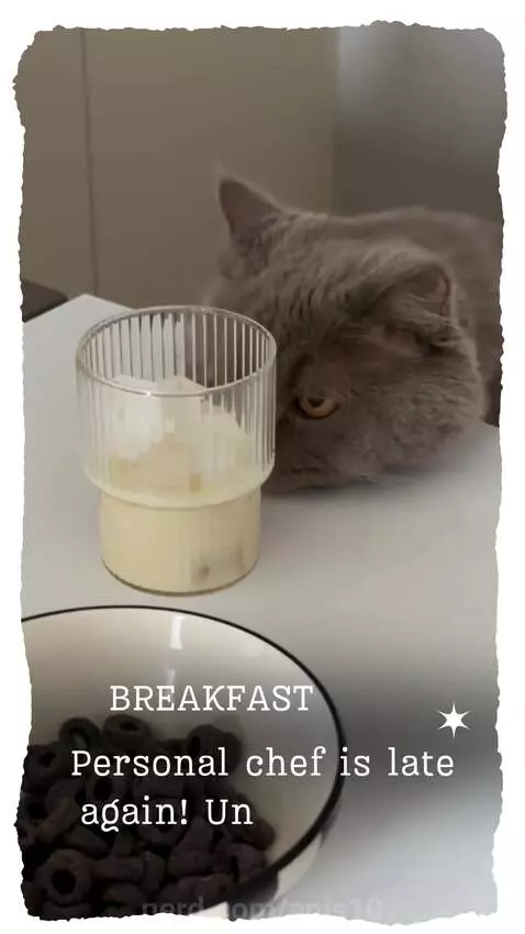 Learn how it is to be a cat! by anis10