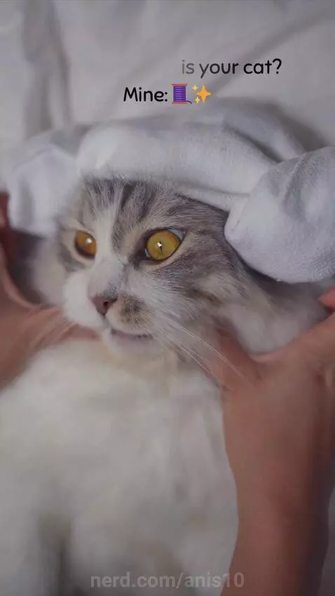 Dramatic cats by anis10