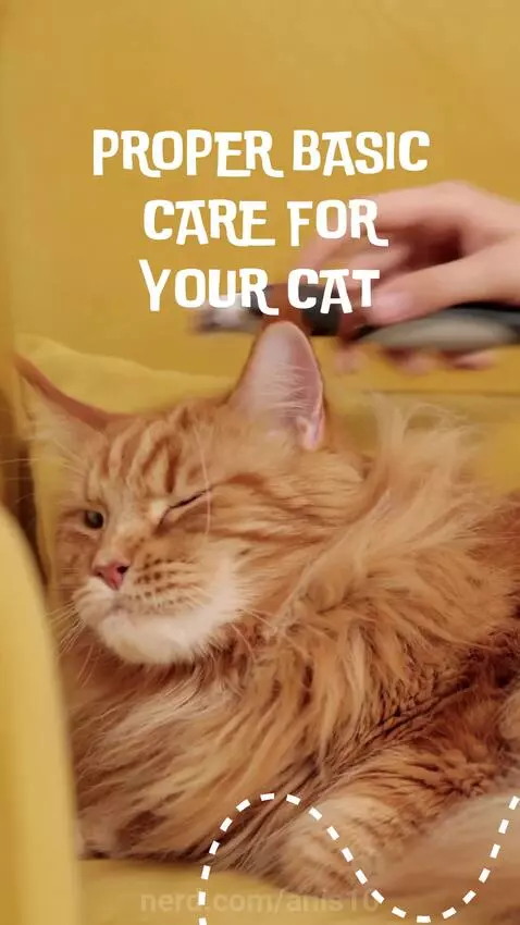 How to care for a cat! by anis10