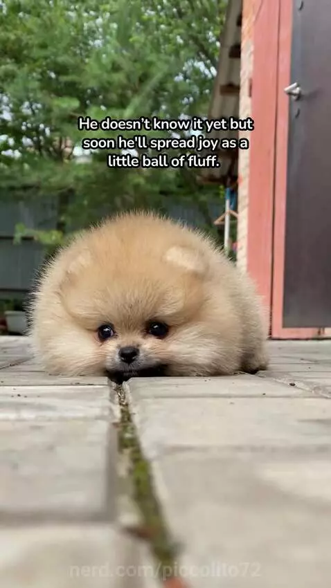 #POV ball of cute fluff by piccolito72