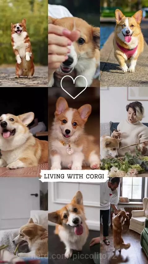 #Livin with da corgies by piccolito72