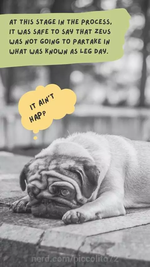 #old dog by piccolito72