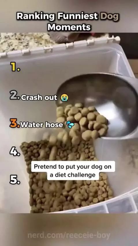 Dog moments by reeceie-boy