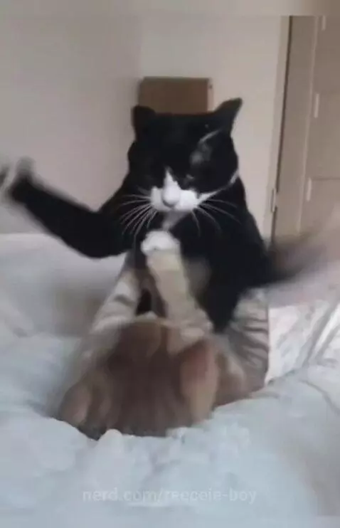 Cat WWE 🐈‍⬛ by reeceie-boy