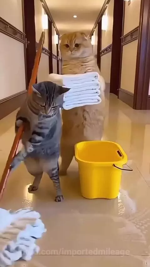 Video by importedmileage